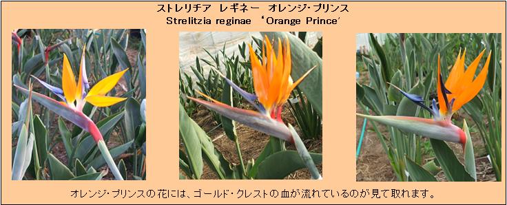 ストレリチア　オレンジプリンス　レギネー　極楽鳥花
