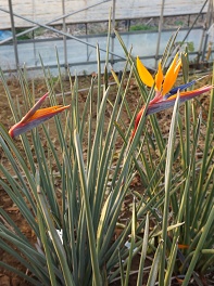 ストレリチア、極楽鳥花の紹介・販売